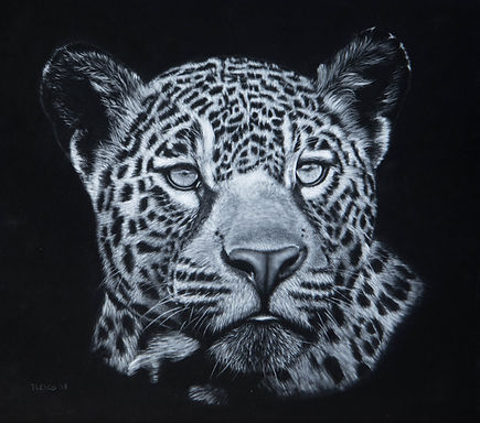 A Jaguar fotografiert LR-7851.jpg