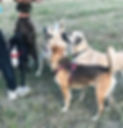 Cani in gruppo