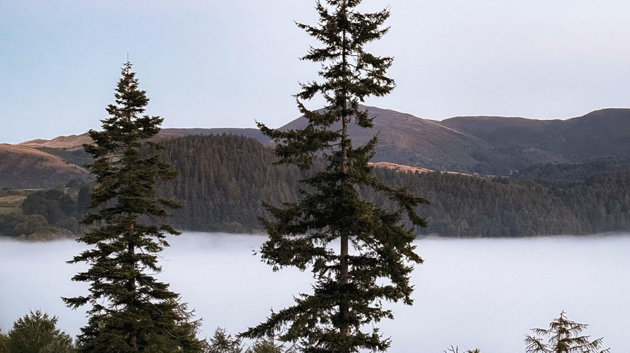 Tall evergreen trees stand against misty mountains and a soft foggy valley. The scene is serene with a pastel sky in the background.