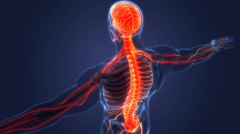 Transparent human anatomy showing glowing red brain, spinal cord, and nerves on a dark background, highlighting the nervous system.