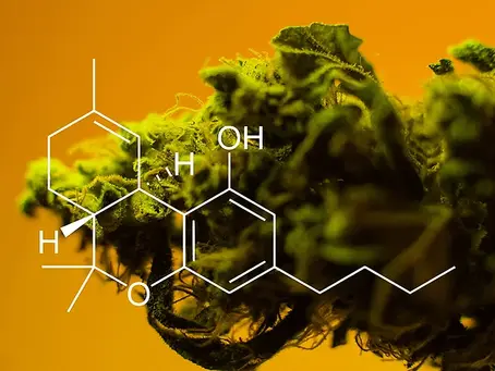 THC-A: The Underestimated Cannabinoid