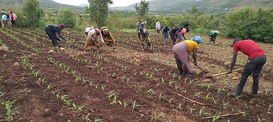 OPV seed production.jpeg