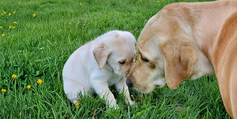 Untitled design (3)_edited.jpg