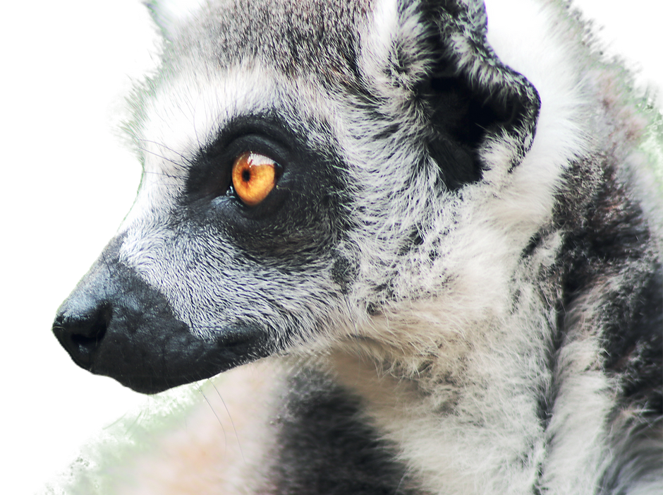 raccoon_edited_edited.png