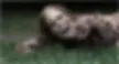 ree
