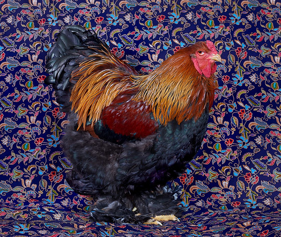 gallus gallus domesticus | Terence Wright gallus gallus domesticus | Terence Wright