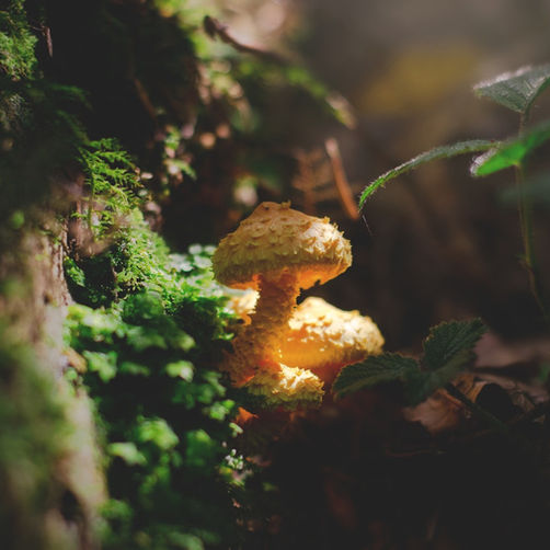 4 Plantas Sagradas que Você Precisa Conhecer: A Importância Espiritual da Natureza