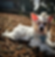 2023-12-06 16_31_23-Sam's Canine Academy (_sams_canine_academy) • Instagram photos and vid