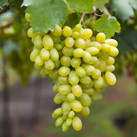 Green on Vine 1.jpg