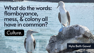 What do the words: flamboyance, mess, and colony all have in common?