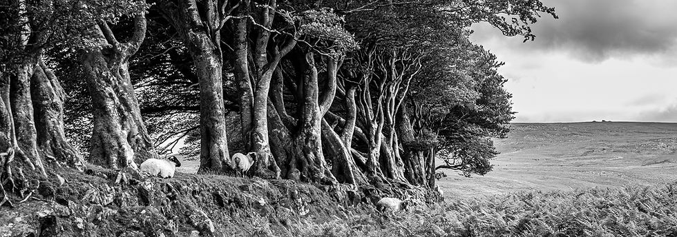 Results of the second round of the Print Competition