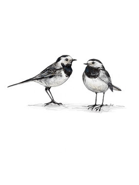 Pied wagtails