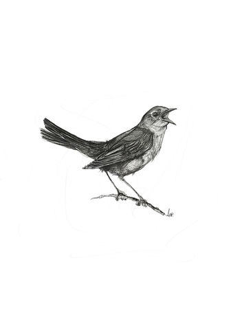 Little nightingale