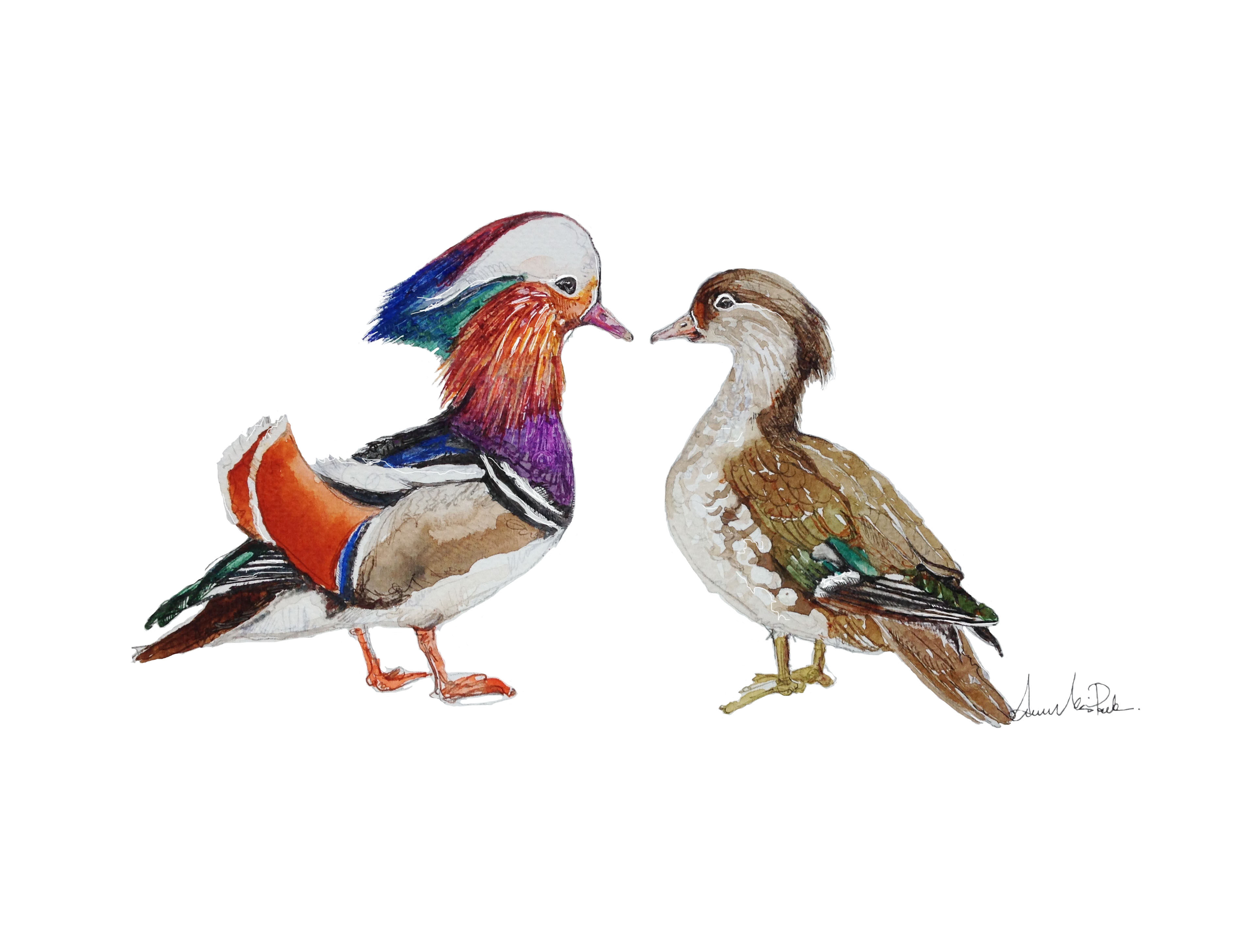 Mandarin ducks