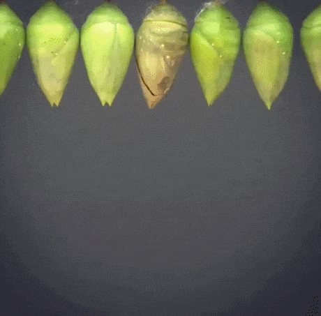 27e1746cd2771db51fecfb903cf30ab2.gif