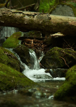 giphy-3.gif