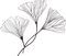 drawing-wire-ginkgo-biloba-art-continent