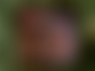 Hot Deals! Personalized Pet Remembrance Memorial Cat Photo Ceramic Ornament