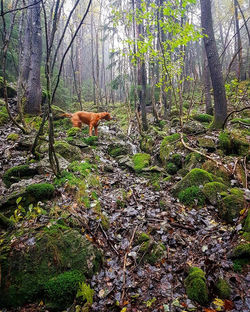 14753480_1458510047497561_6821196105342707822_o