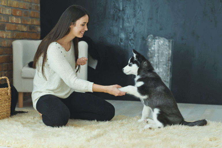 education canine