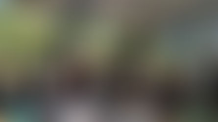 Doctor Mora avanza con acciones firmes en bienestar animal