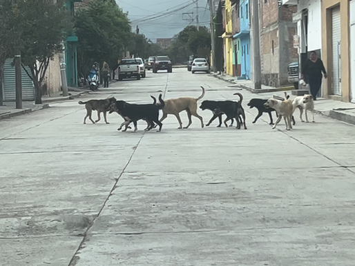 Exhortan a los 46 municipios de Guanajuato actualizar y adecuar el reglamento para el control y protección animal.