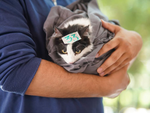 Supera San Luis de la Paz las 1,200 esterilizaciones de mascotas con jornadas permanentes