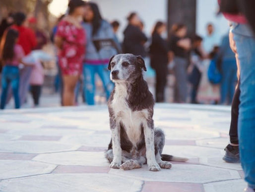 Aplican multas por maltrato y omisiones en el cuidado de mascotas en el municipio de San Luis de la Paz, Gto.