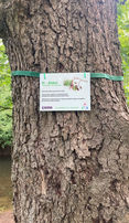 An alder tree trunk with label