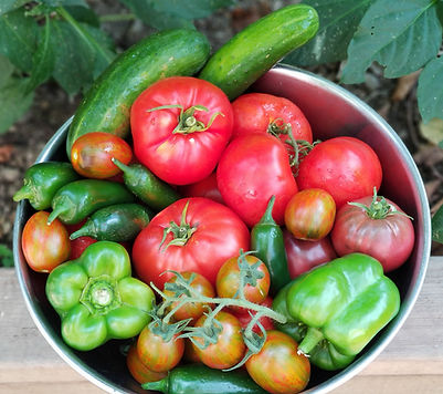 harvest of vegetables from backyard garden