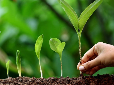 India Plant Growth Regulators Market Forecast 2025: Trends & Competition
