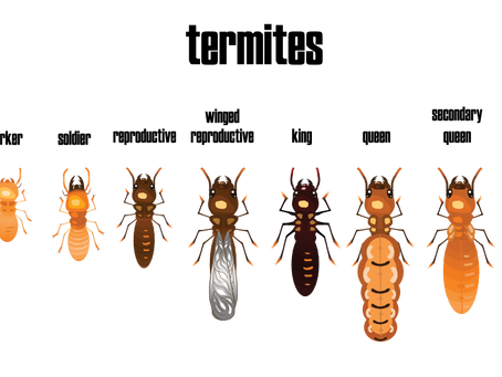 Global Termite Control Market - Growth, Overview & Outlook