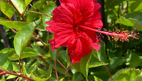 IMG_9767.jpeg