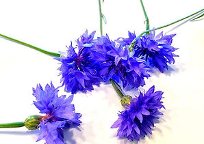 Fiordaliso.jpg
