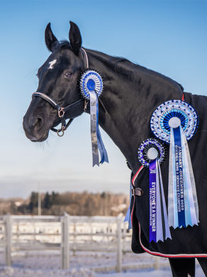 a horse wearing rosettes in the snow