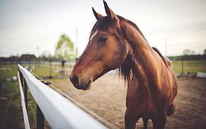 Animal brown horse