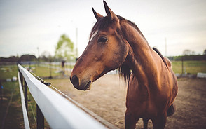 Animal brown horse