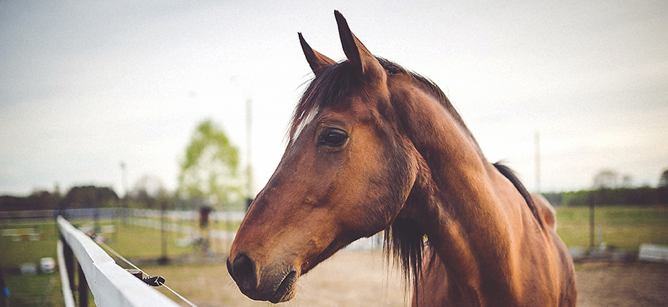 Cavalli, Horseriding