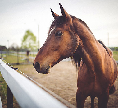 cavallo marrone degli animali