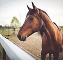 Animal brown horse