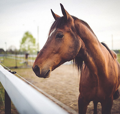cheval brun animal