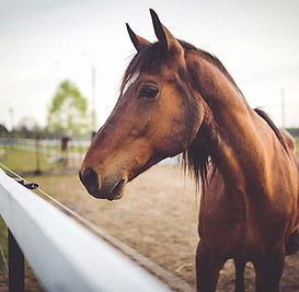 Animal brown horse