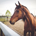 Bruin paard buiten