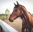 Animal brown horse