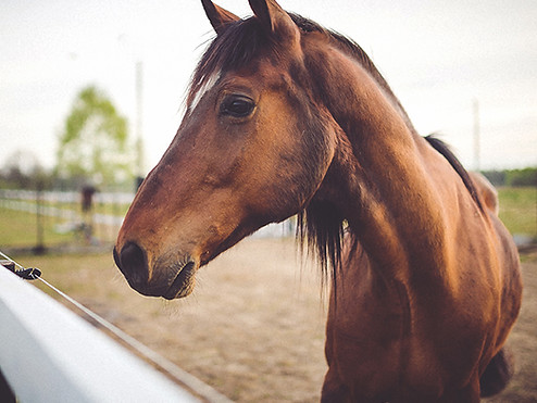 Animal brown horse