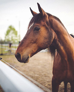Animal brown horse
