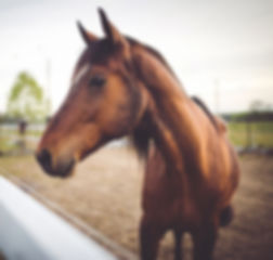 Animal brown horse