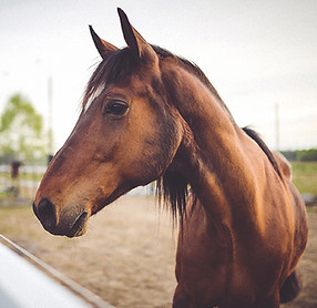 Animal brown horse