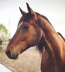 Animal brown horse