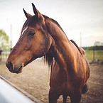 動物茶色の馬